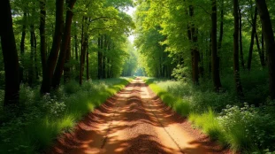 Vue d'un chemin forestier unique traversant un bois sans issue sauf une dans le sud de la France, avec des ornières dans un sol argileux rouge